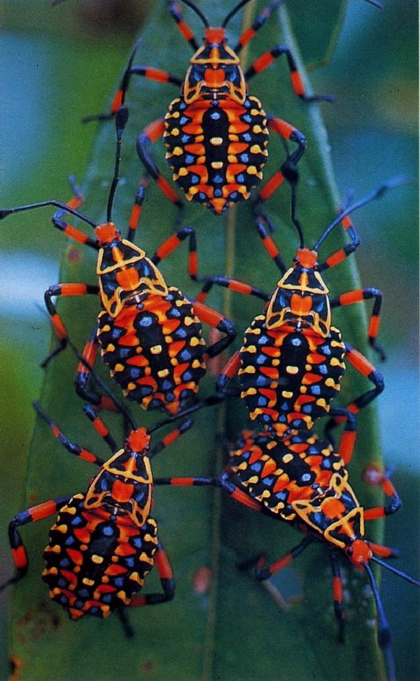 pdxbugman's tweet photo. Bugs can be beautiful!! https://t.co/GKJ1GhO2nJ https://t.co/imDi0vQz5c