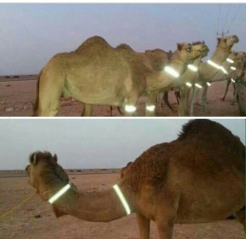 ahmaaad137555's tweet photo. لايخفى الجميع من الحوادث المميته ترك الابل على الطرق السريعه واطلب وضع عاكس على الابل و غرامه ماليه على من لا يضع https://t.co/bPRJsIJ2rm