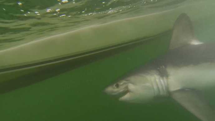 weathernetwork's tweet photo. Something fishy in the #BayofFundy? Great white shark spotted in waters near St. Andrews, NB https://t.co/WGdzWThk7F https://t.co/Tn8eUKQa3R