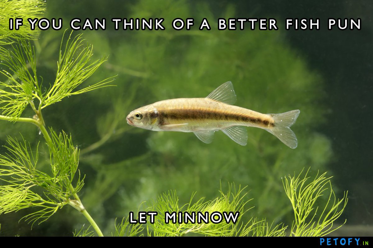 PetzeniaIN's tweet photo. #minnow #puns #fishmeme #fish #aquarium #plantedtanks #hobbyists #petofy #petkeeping https://t.co/Xp0nSjUKG5