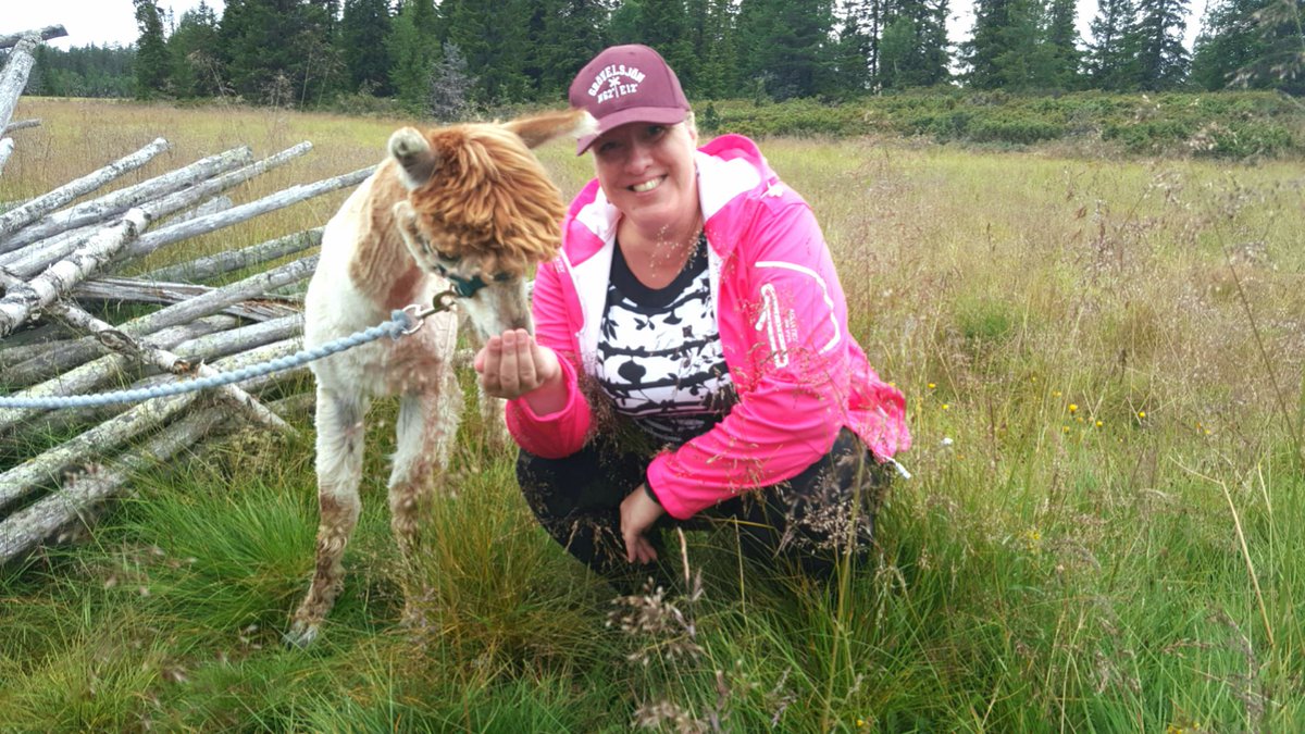 vardagsbalans's tweet photo. Lovely Day with an alpacka #fluffy #alpacka https://t.co/wQVWMzMkE2