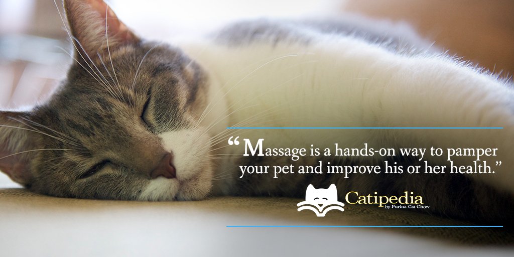 Purina Cat Chow tweet media