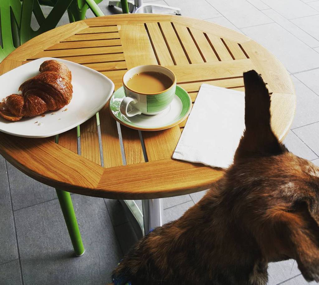 HappyQuirky's tweet photo. Starting the morning off right https://t.co/p8gH1ZPv78 https://t.co/tzoRkaKSjM