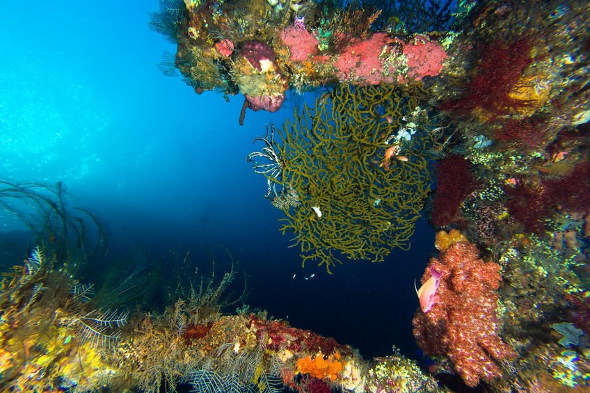 YouScube's tweet photo. Wreck Diving the SS Yongala!
https://t.co/LfhYpPEAB6 https://t.co/Ue2G9FFeTD
