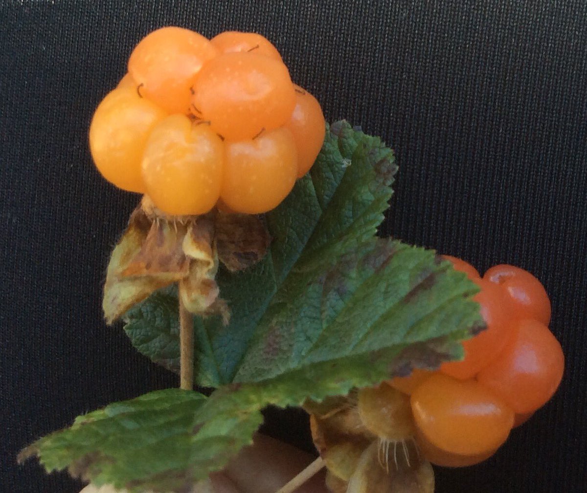 JaanaKarjalaine's tweet photo. #superfood #selfpicked #cloudberry in #Lapland #Finland #hilla #lakka #suomuurain #Lappi ❤️ https://t.co/MhSK05UvMl
