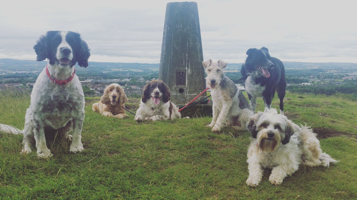 walkurdog1's tweet photo. Today's adventures. #adventuresofadogwalker #dogs #dogwalking #dogsoftwitter. https://t.co/lUEubmmner
