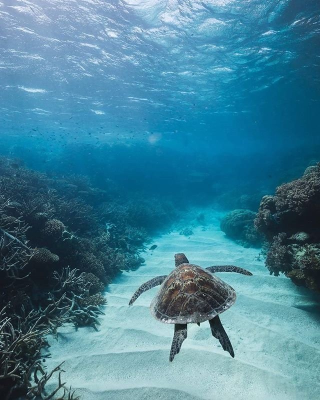 Viaja con #EsMexico | 'Right this way, I'll just show you to your ' (via IG/caitensphoto at #MooreReef)  Vía #Austr