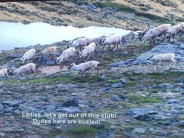 Laur_Katz's tweet photo. Netflix glitch broadcasts @azizansari subtitles over a nature show. The result is amazing: https://t.co/S9sb89itR9 https://t.co/rp5XnUj1EW