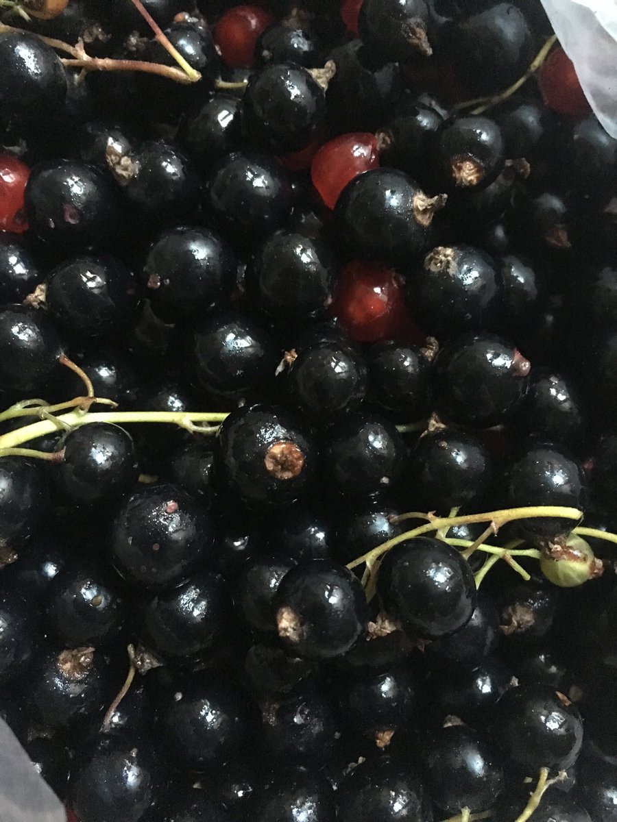 MillaMinervaMer's tweet photo. @ElsaErvasti mitä muuta?! Musta C-vitamiini! #mustaviinimarjoja #sadonkorjuu #puutarhakerho https://t.co/wctPrgFRV3