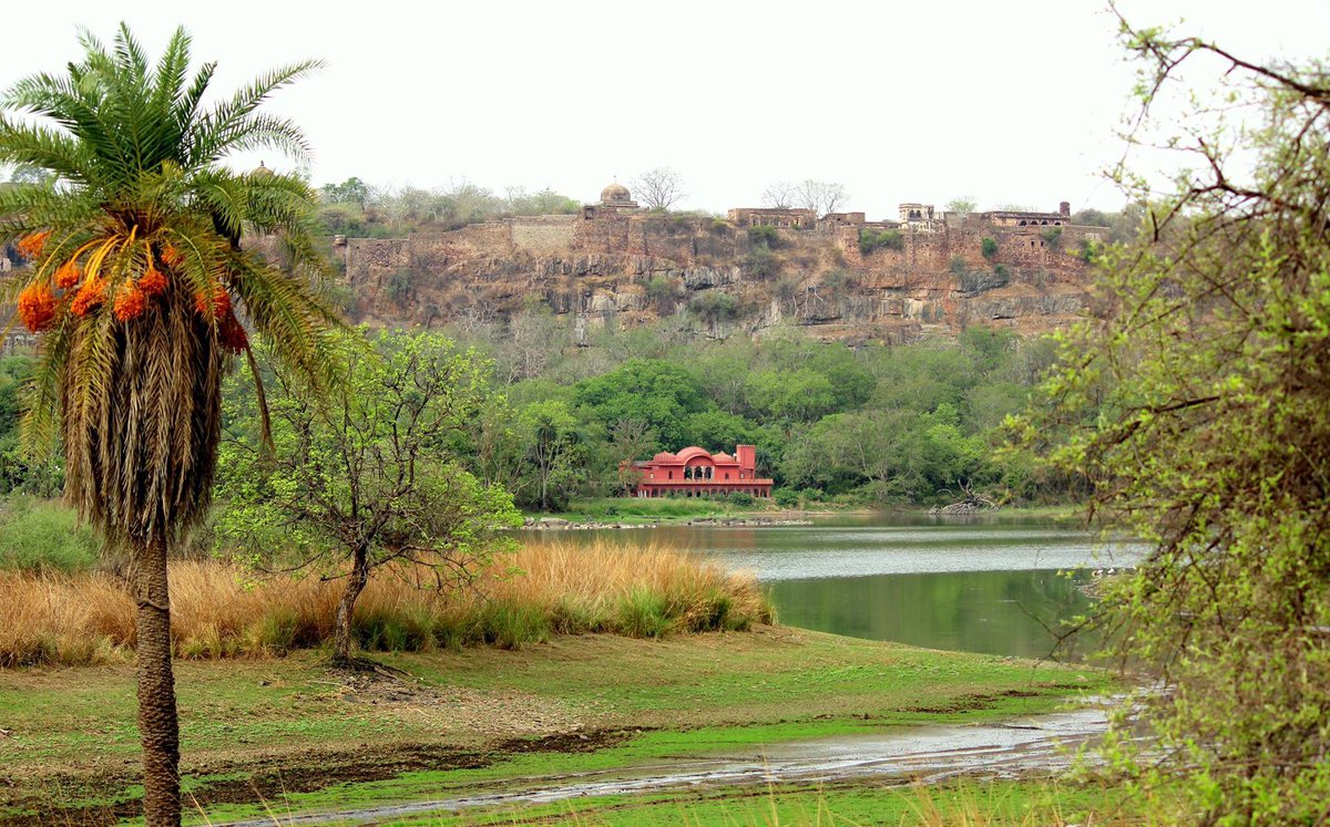 anurag_vashisht's tweet photo. #Jogimahal inside #RanthambhoreNationalPark #view #wildlife #photography #canonphotography https://t.co/MqTYEtYZMi