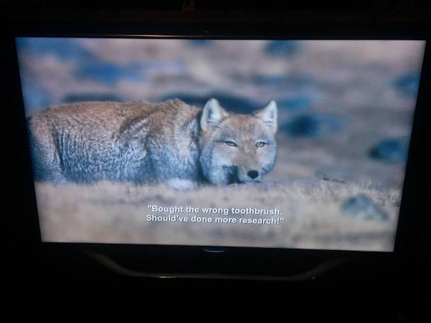 Laur_Katz's tweet photo. Netflix glitch broadcasts @azizansari subtitles over a nature show. The result is amazing: https://t.co/S9sb89itR9 https://t.co/rp5XnUj1EW