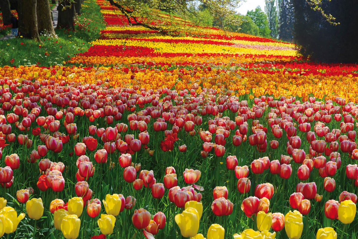 Field of Tulips, Island of Mainau, Germany загрузить