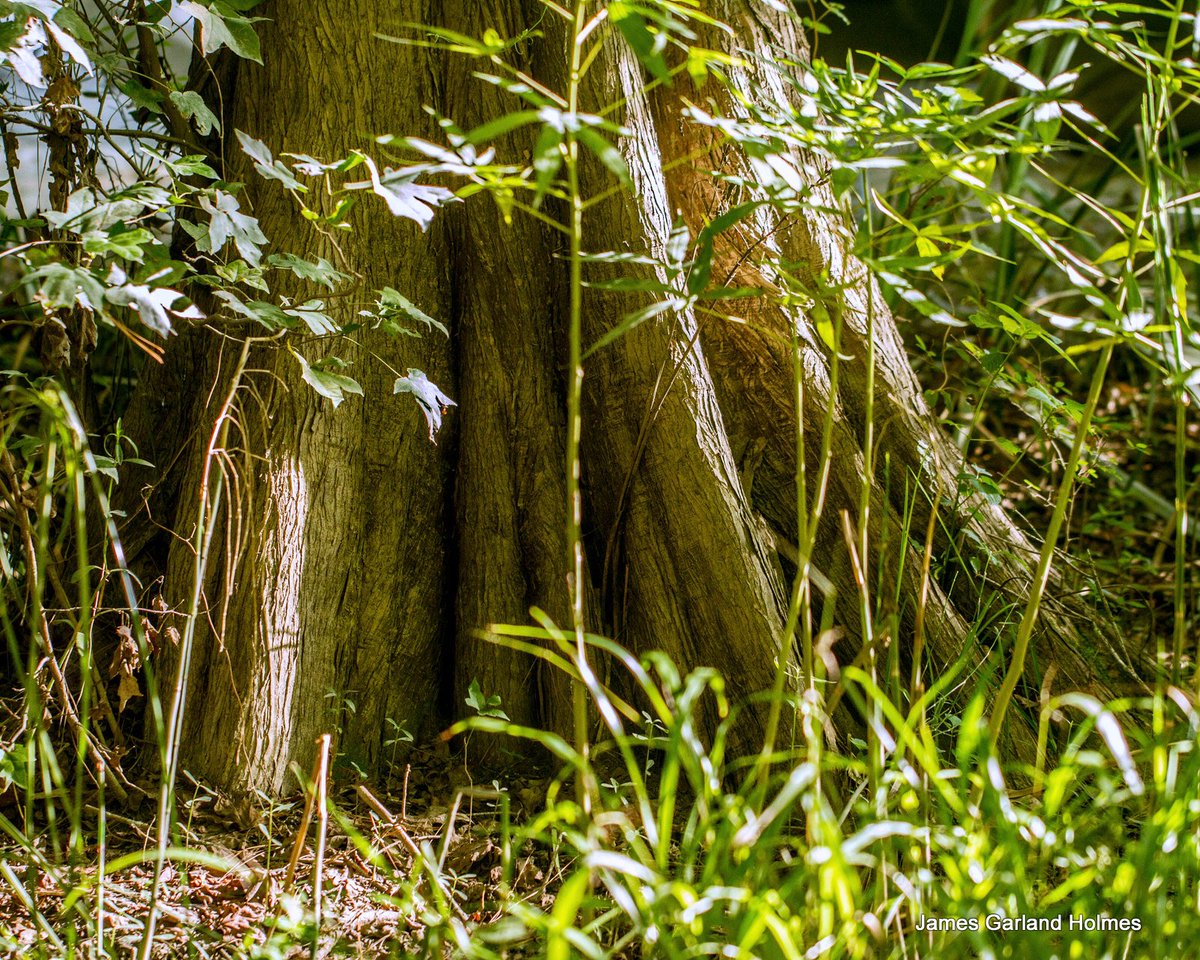 NPSOT_HOU's tweet photo. Bald cypress,Trunk,75'T+ #txplants #nativeplants #txpd #ladybirdwildflowercenter 08/16 Info+ https://t.co/mwag0KunGg https://t.co/76yJdSWTcB