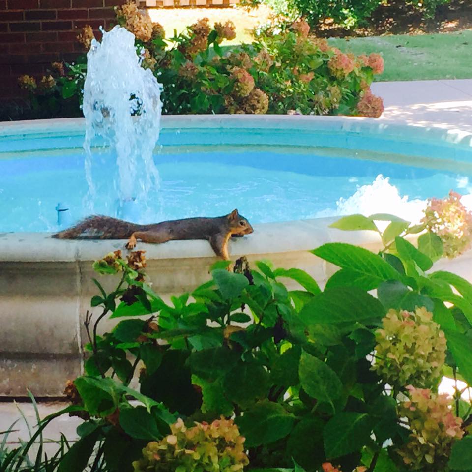 OSUFoundation's tweet photo. One of our employees caught this little guy relaxing poolside at the #OSUFoundation. This heat will drive you NUTTY. https://t.co/dwgAK9tD8V