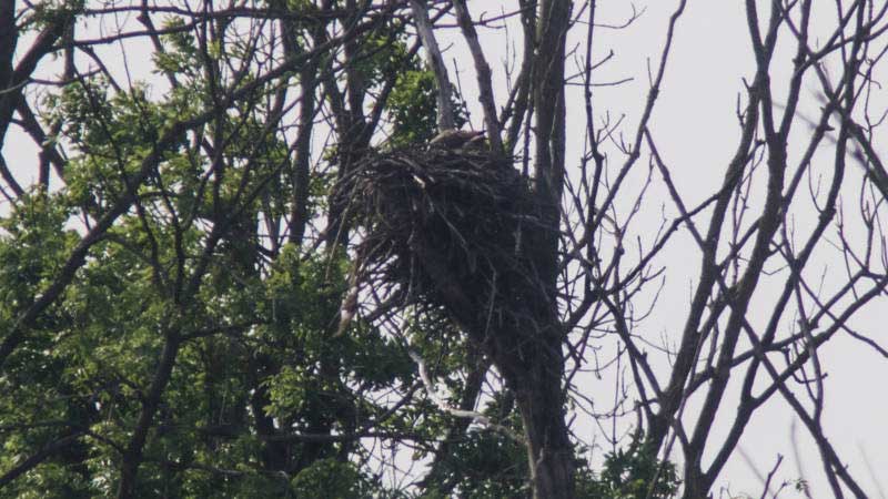 bbuizer's tweet photo. Eerste in #Nederland geboren #visarend uitgevlogen!! https://t.co/Q0SE6rO6qc @NOS #Bieschbosch #natuur #vogels #nest https://t.co/2SaNe1IT89