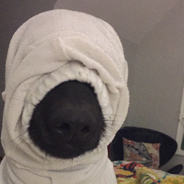zannnnn's tweet photo. Dog got into chocolate bar but ONLY ate the foil. Sometimes being an idiot pup pays off. https://t.co/lggHmgO3YL