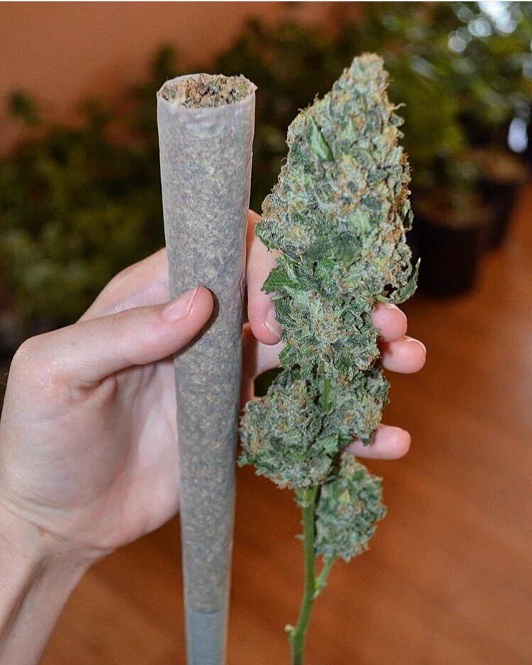 ColoradoSeed's tweet photo. Take a minute to enjoy yourself. https://t.co/iAhSA0V54s