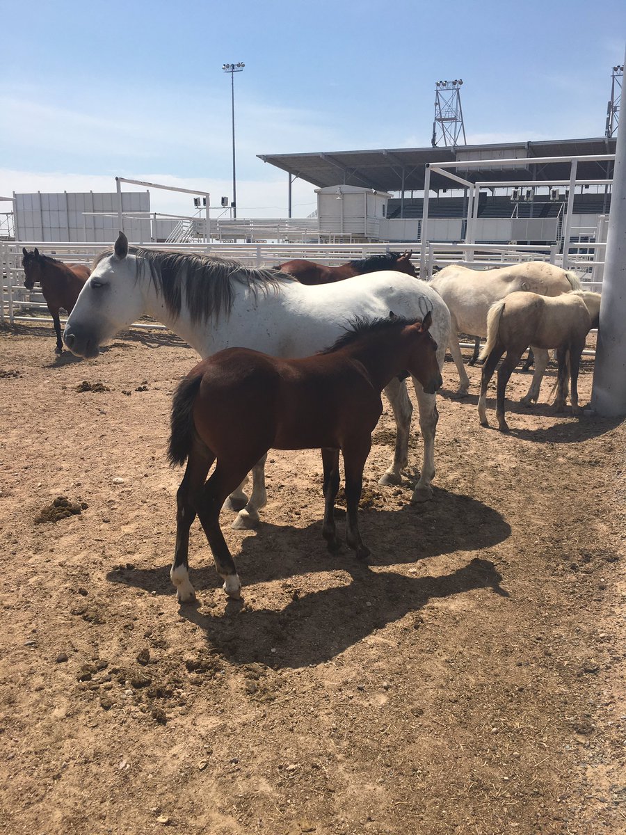Cervi Championship Rodeo (@cervirodeo) on Twitter photo Big week for us being in Sterling & Sidney. Come and be part of the action. <a href="/CinchJeans/">Cinch Jeans</a> <a href="/GreeleyHatWorks/">Greeley Hat Works®</a> #rodeoroad Big week for us being in Sterling & Sidney. Come and be part of the action. <a href="/CinchJeans/">Cinch Jeans</a> <a href="/GreeleyHatWorks/">Greeley Hat Works®</a> #rodeoroad