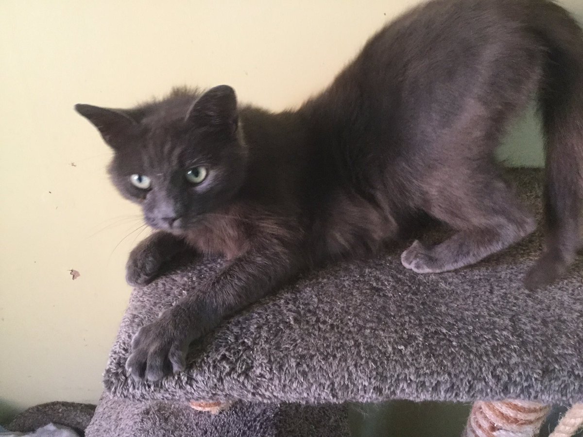 teamcatrescue's tweet photo. @Campbell1Lulu https://t.co/NFR1eCx9U3