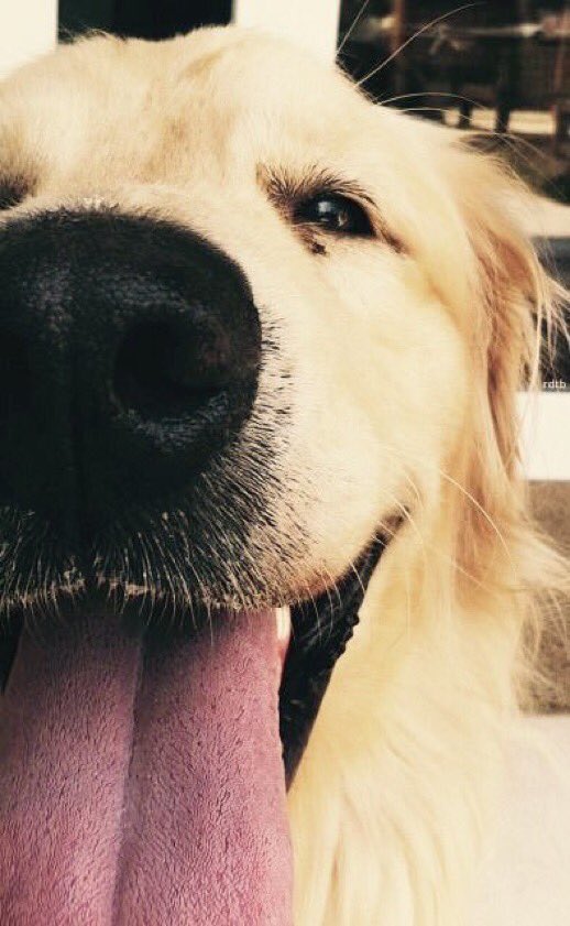 CoolXDogs's tweet photo. Always be yourself. Unless you can be a dog... then always be a dog.

#Dogsarefamily #dogsoftwitter https://t.co/O9LOLfc0Pp