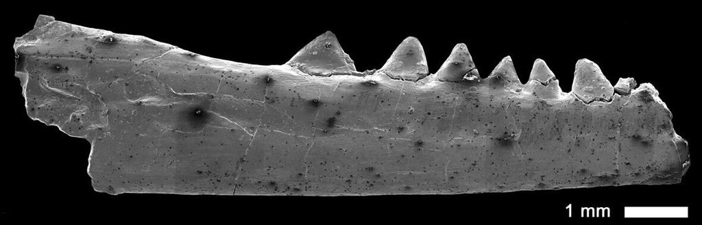 MarcEHJones's tweet photo. The oldest fossil #lepidosaur material: Middle Triassic, Germany | #FossilFriday | https://t.co/ebBhlwXZ9u | https://t.co/npWQUUVbQb