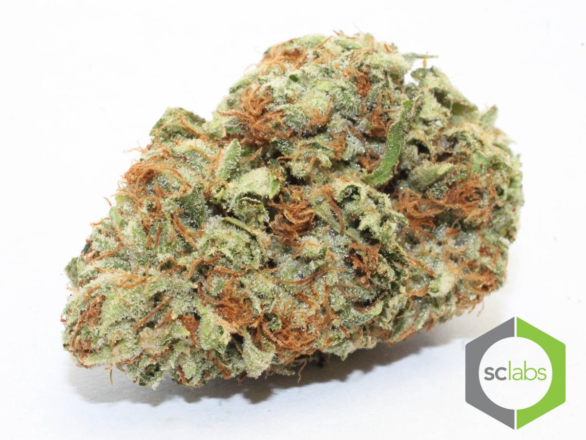 HPRC2005's tweet photo. #ChurchOG #MedicalMarijuana #Marijuana #Cannabis #CannabisCommunity #MMJ #Indica #PropD #Prop215 https://t.co/u6wrABNpPv