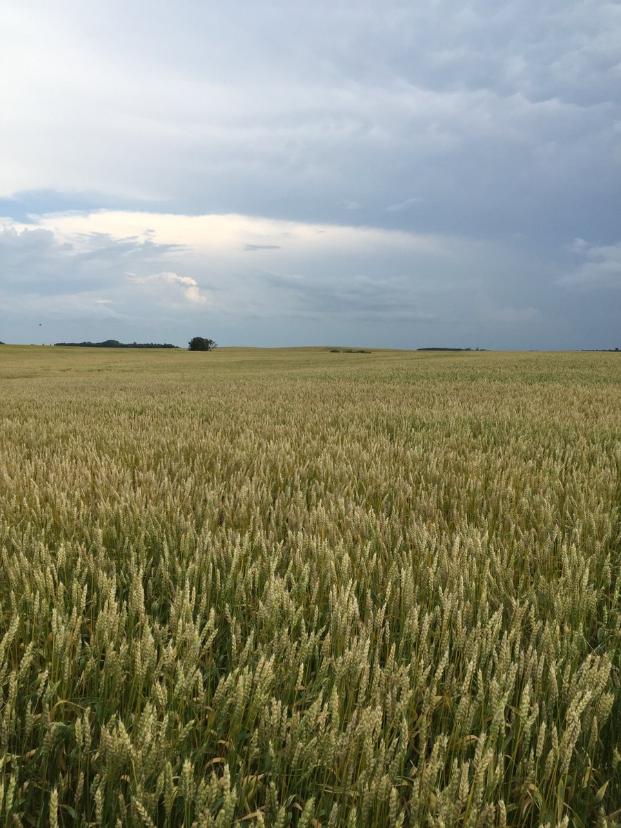 FPGenetics's tweet photo. My travels today came across this early maturing #cdcplentiful Combines will be rolling soon ^DS @RedfernFarmSvc https://t.co/IkzVeuv18K
