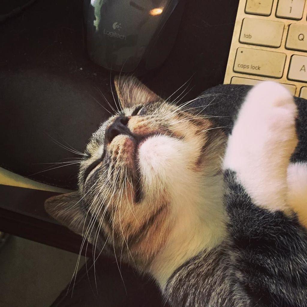 DeniseLaitinen's tweet photo. Someone's not helping in the work department. #keyboardkitty #catlover #catsofinstagram #c… https://t.co/r7VpSjkWv5 https://t.co/8oJO3KZneU