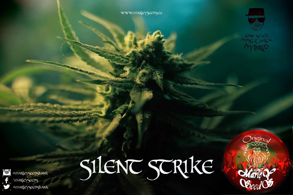 Redemption_W's tweet image. "Si quieres tener un cultivo discreto evita olorosos derivados de Skunk y escoge semillas Silent Strike Marley"