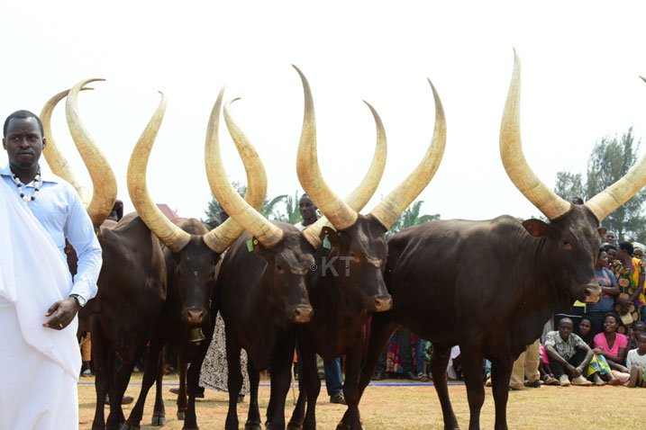 sir_damass's tweet photo. Inyambo entertains #FESPAD2016,the cows walk gracefully to everyone's excitement. #RWA https://t.co/GtqzchFHdd