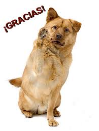 Tierradanimales's tweet image. #TipsTDA   #SeDueñoResponsable, los perros deben tener agua limpia todos los días.