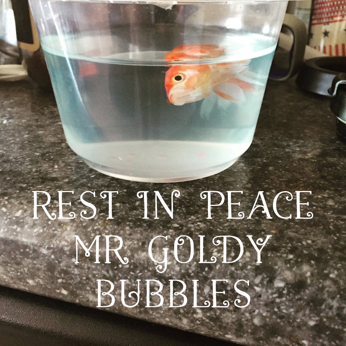 ktreth's tweet photo. We are o"fish"ially terrible fish owners. The #trethgirls will miss you goldy! #onefishorangefishdeadfish https://t.co/d6SNYGVz63
