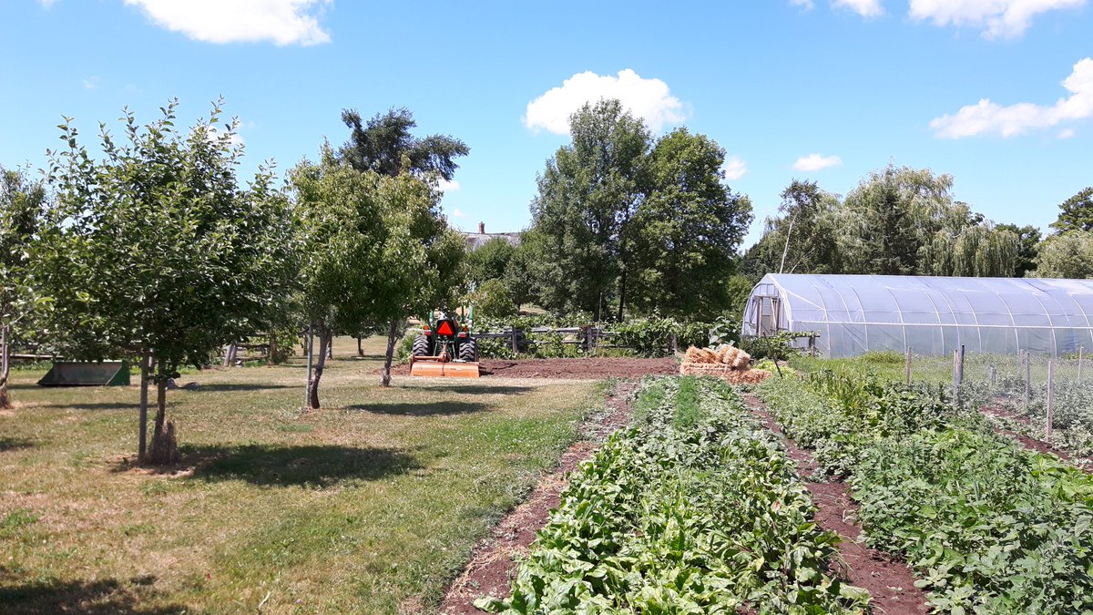 FourWheel_Farm's tweet photo. In the garden! #strawberrypatch https://t.co/CyfTMJT6dD