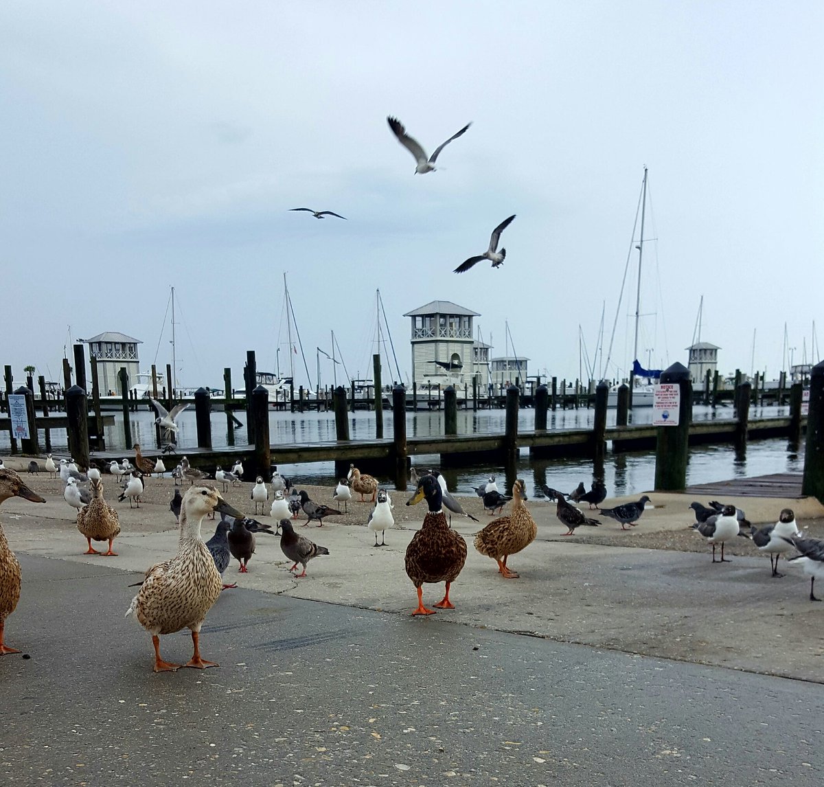 littlemilfmaid's tweet photo. @FrameableFaces @PlayForStuffTV #framegamespot i was eating french fries at the dock this afternoon #ivebeenspotted https://t.co/5as4N2yBoB
