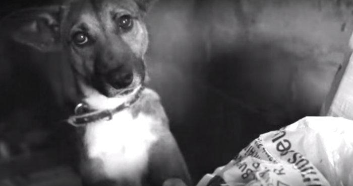 Tierradanimales's tweet image. #TipsTDA  #SeDueñoResponsable, NO son juguetes. No regales animales. Tener una mascota es un compromiso de vida