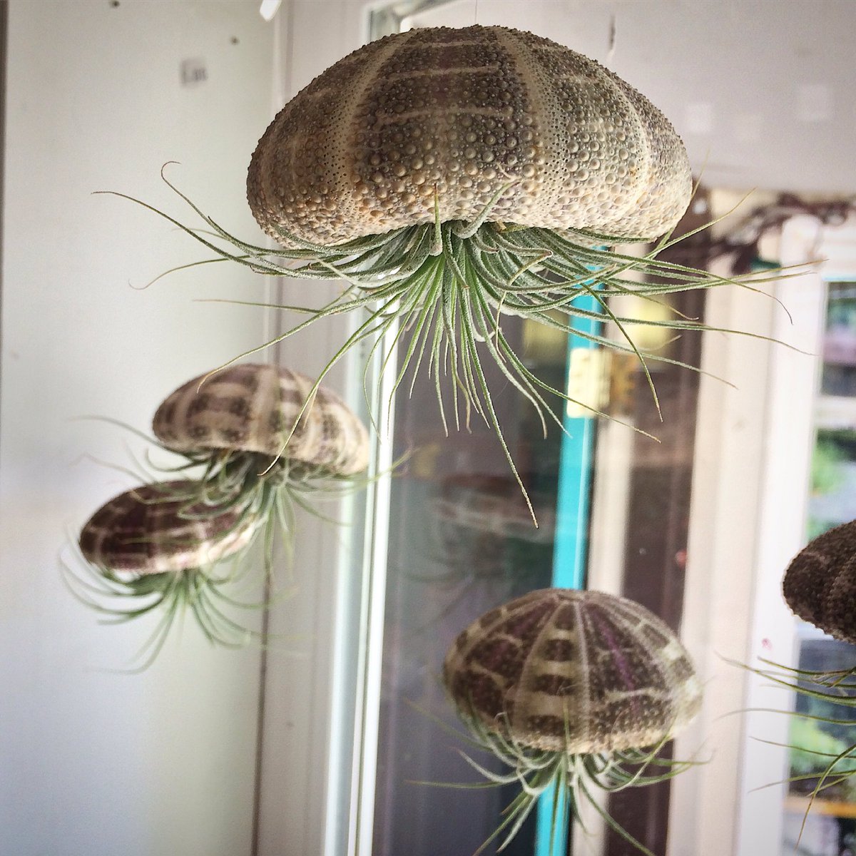 BeesNursery's tweet photo. Sea Urchins w/Airplants! #pdx #Airplants #shoplocal https://t.co/MnwC1arGiR