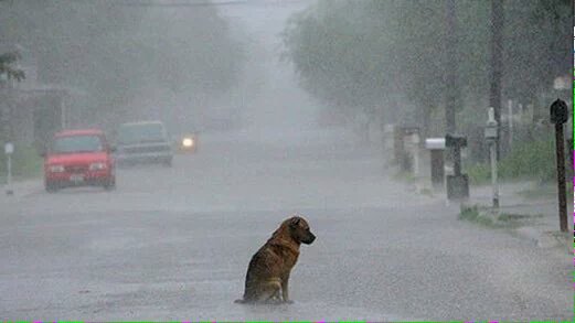 Tierradanimales's tweet image. #TipsTDA    #SeDueñoResponsable, deben estar protegidos del Clima. SI está lloviendo, Resguárdalo! El también sufre