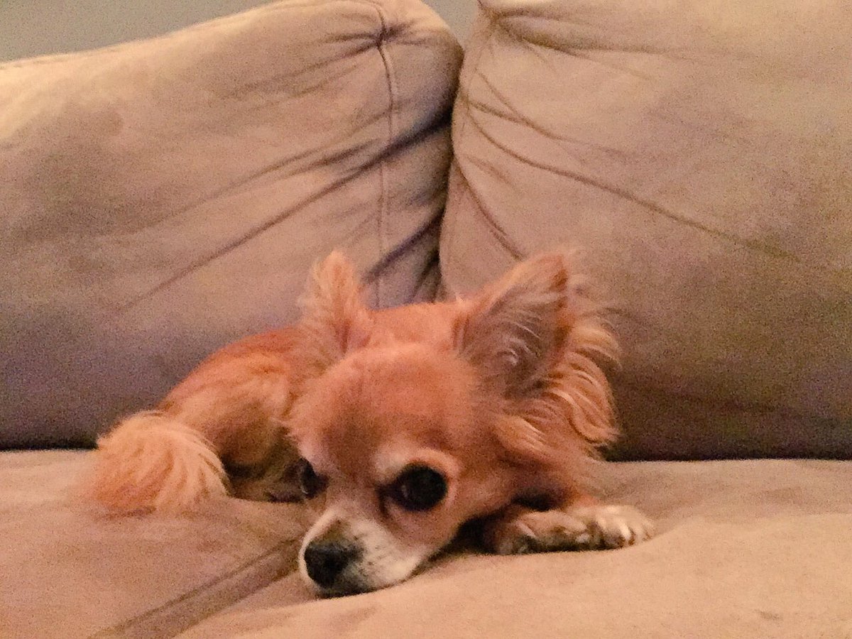 JackTravels's tweet photo. Straight #chillmode. Thinking about the next stop. #pawsontheground #peopleknowme https://t.co/0KNY3gZXGB