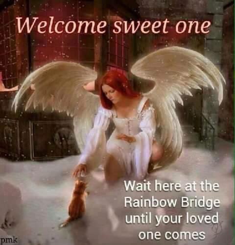 feralpower's tweet photo. @norrington1eye I'm so sorry for your loss of Maze😿💔💙 You will be together again at the Rainbow Bridge🌈 #RIPMaze https://t.co/vp1JPS5dwi