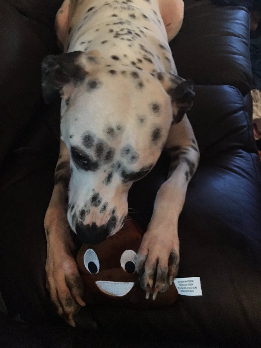 I_AM_WILDCAT's tweet photo. I bought Kino a poop emoji chew toy https://t.co/qKNGBwE97a