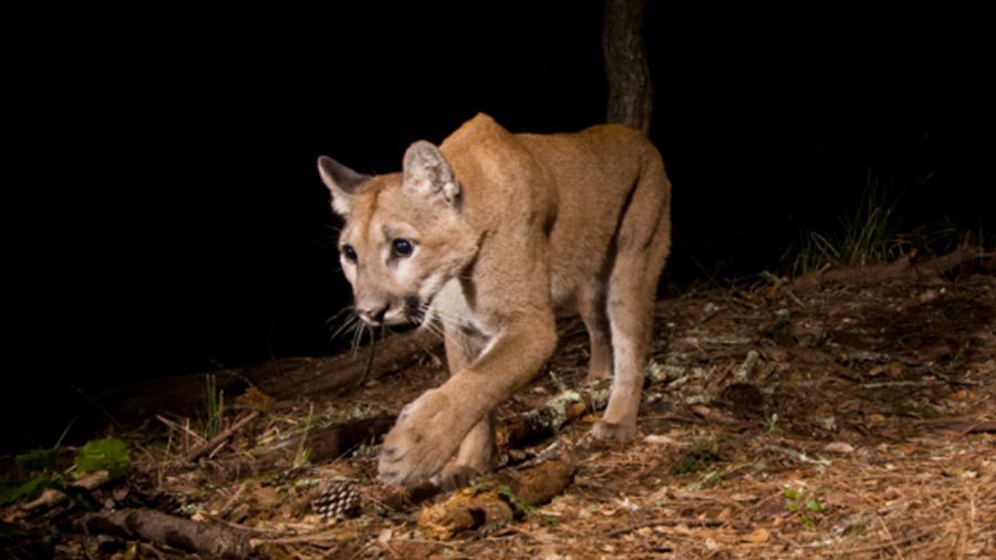 GreenArea_me's tweet photo. #Cougars #chassent a #LosAngeles près des #maisons #étroites
https://t.co/qgkO42Imse https://t.co/jdlrZ1AYHw