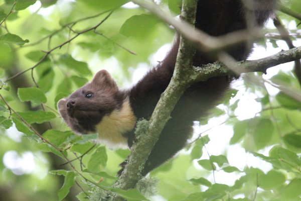 <a href="/BBCr4today/">BBC Radio 4 Today</a> #pinemarten Creatures of the trees...