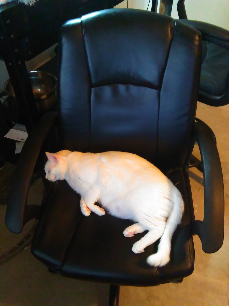 AskCisco's tweet photo. Polaris wants to rest in my chair. I don't know if he wants my attention or the chair. #catsofautchat https://t.co/kzzOxCyXW9