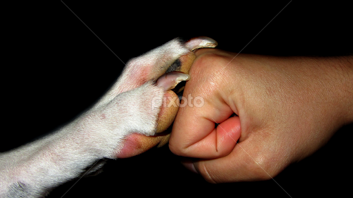 AlecPloof's tweet image. when your dog doesn't bark while you're sneaking back into the house