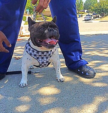 JCOLLEGEBOUND's tweet photo. BAM BAM💪🏾💯💯 #frenchie #frenchbulldogs #bully #gotchest https://t.co/QNzlkGUrwV