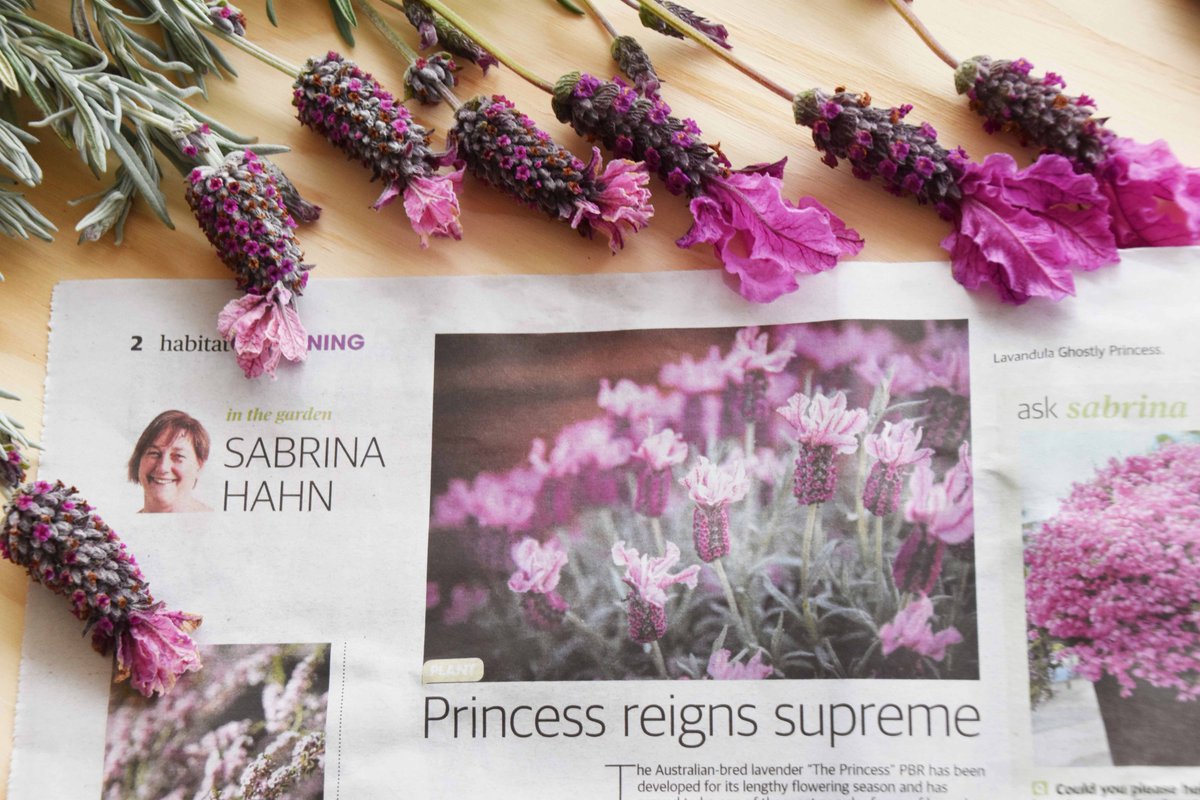 Benara Nurseries tweet media