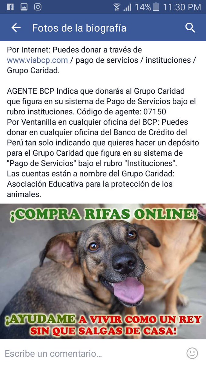 Andreabj7's tweet photo. @arizaga_a  ayudanos porfavor a difundir esto neceaitamos mucho apoyo con estos animalitoa piensa en spike 🙏🐶🐕🐕🐕 https://t.co/0BOLN1Y7rW