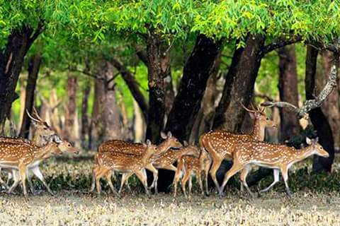 shahinBNS's tweet photo. #WeLoveSundarban
#SaveSundarban #SaveBangladesh
#StopRampalPowerProject https://t.co/Ml23Wz8uup