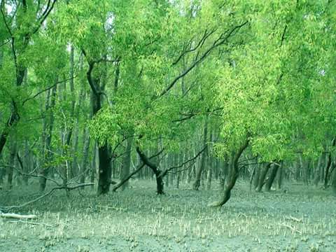 shahinBNS's tweet photo. #WeLoveSundarban
#SaveSundarban #SaveBangladesh
#StopRampalPowerProject https://t.co/UsGOJBilLD