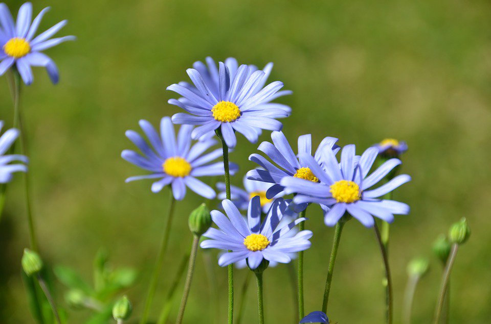 LifeGreenGroup's tweet photo. Read all about the Felica amelloides this #FloralFriday! https://t.co/zkkkuypY25 https://t.co/nTYB8bTcIK